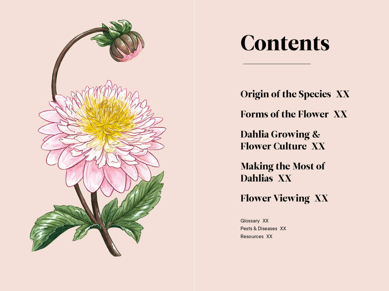 A Little Book of Flowers: Dahlias