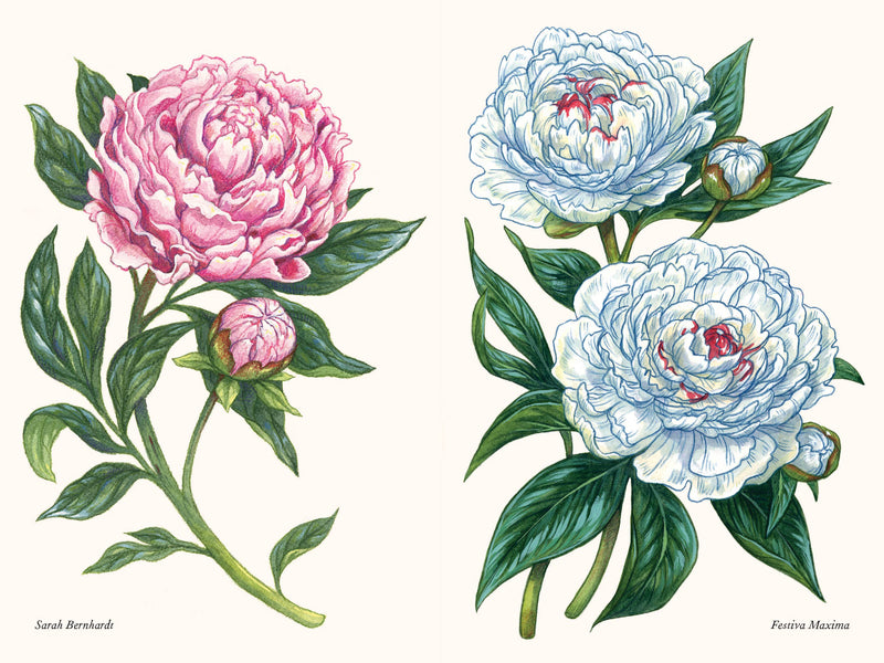 A Little Book of Flowers: Peonies