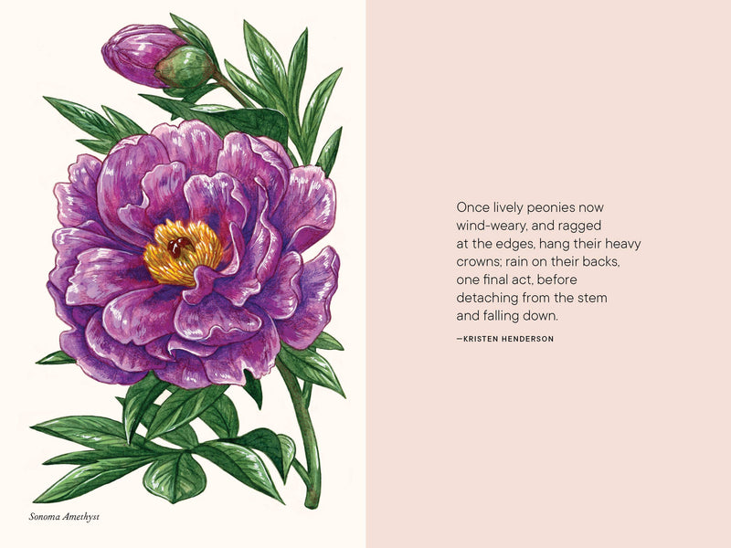 A Little Book of Flowers: Peonies