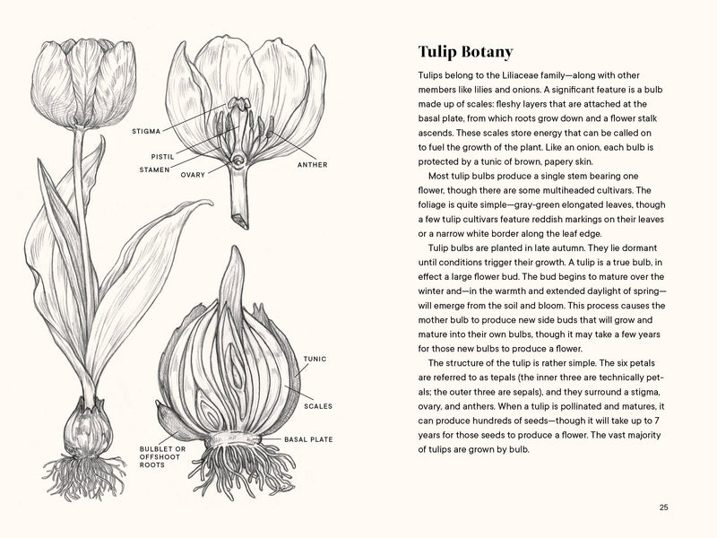 A Little Book of Flowers: Tulips