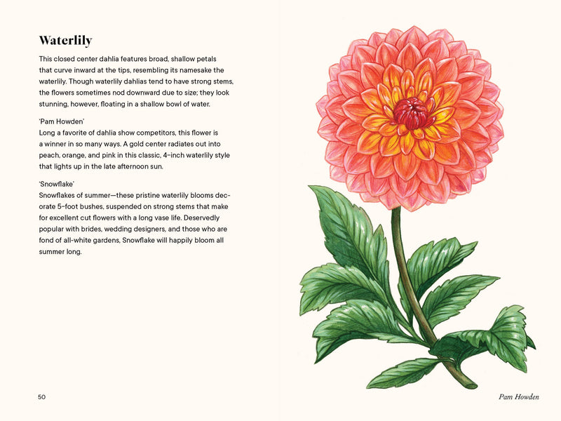 A Little Book of Flowers: Dahlias