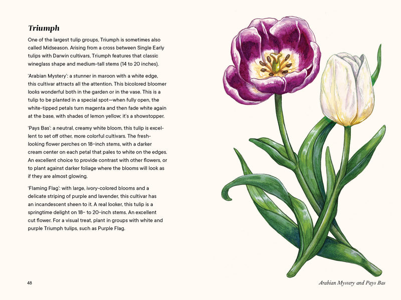 A Little Book of Flowers: Tulips